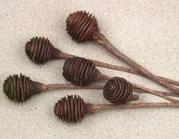 Platyspernum NATUR 88 1-Kopf