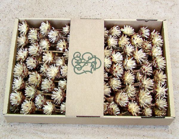 Leucospernum Plumosum NATUR 04 100St. 1Kopf