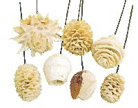 Zapfenmischung GEBLEICHT 100 Stück Leucodendron angedrahtet